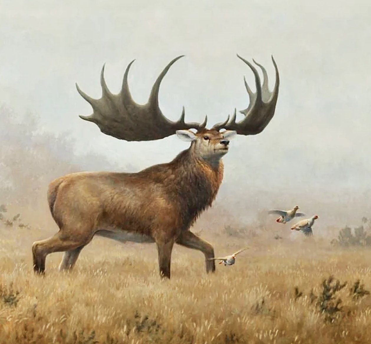 Irish Elk Adaptations